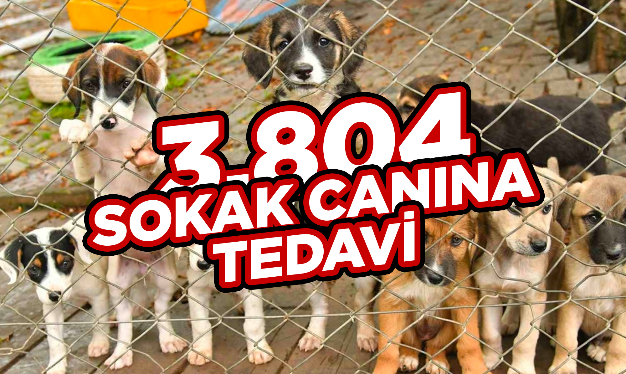 sokak-canina-tedavi