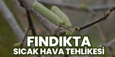 Fındıkta Sıcak Hava Tehlikesi