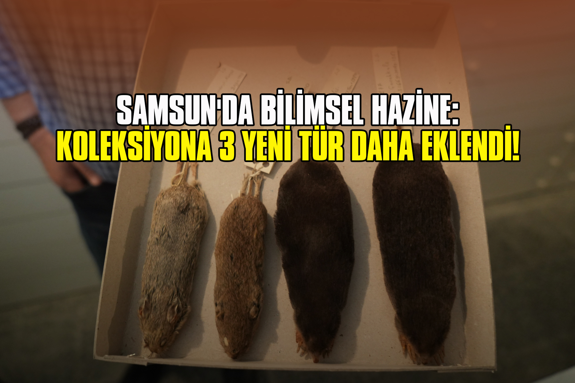 Samsun'da Bilimsel Hazine: Koleksiyona 3 Yeni Tür Daha Eklendi!