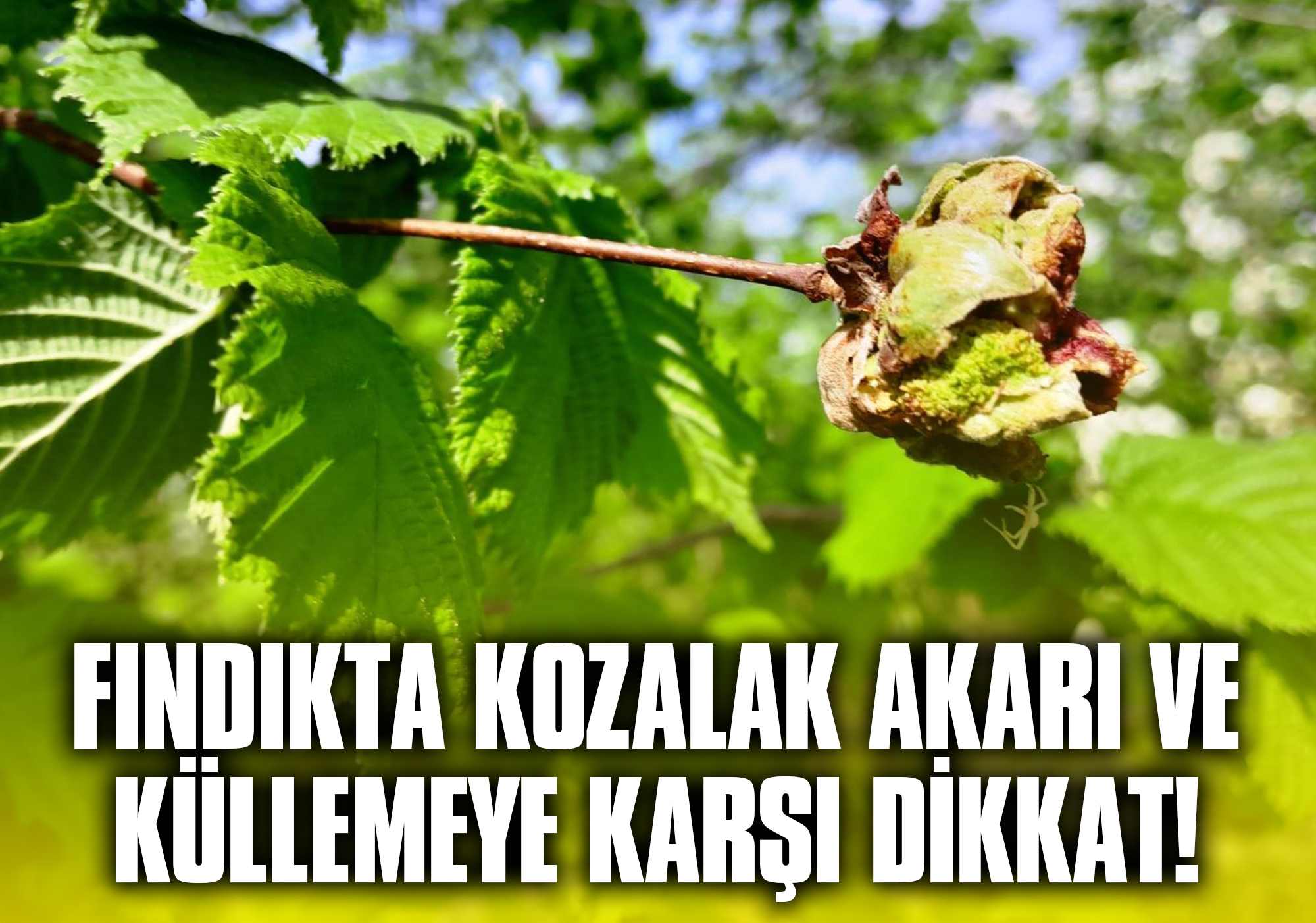 Fındıkta-Kozalak-Akarı-ve-Küllemeye-Karşı-Dikkat!