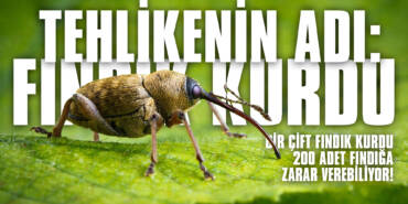findik-kurdu