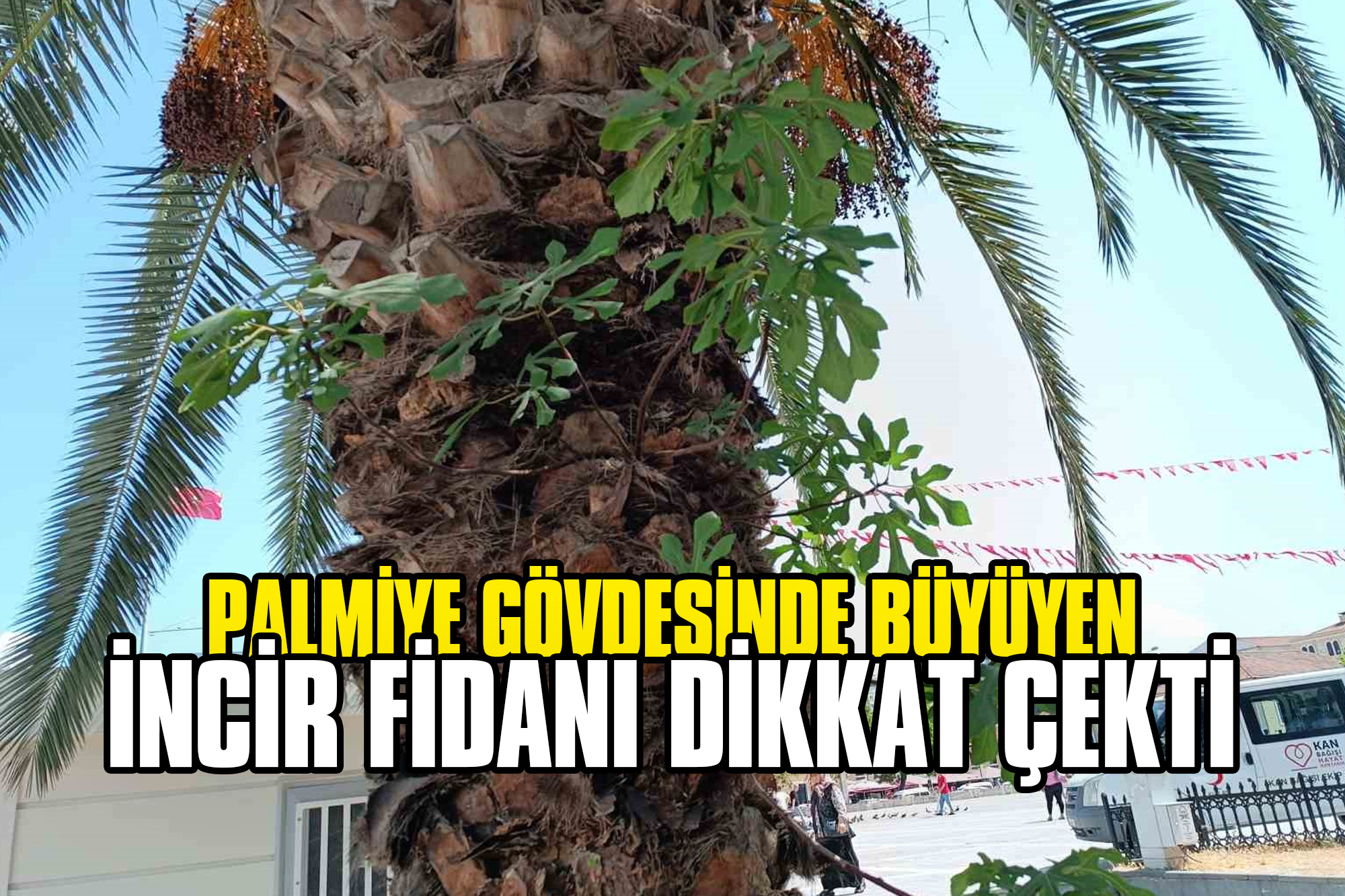 Palmiyenin Gövdesinde Büyüyen İncir Fidanı Dikkat Çekti