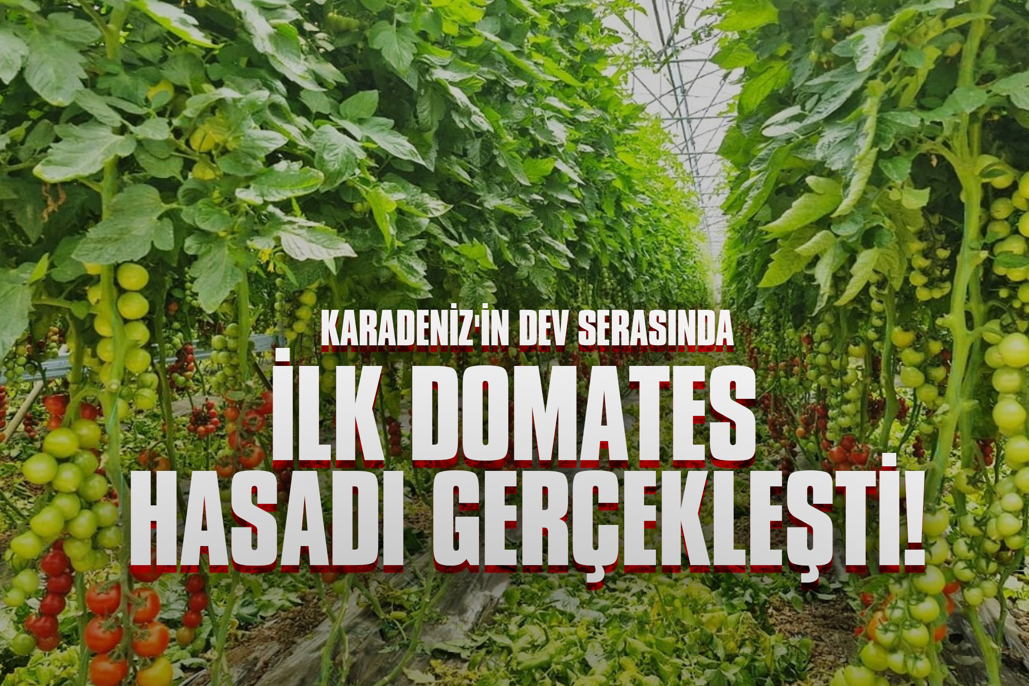 Karadeniz'in Dev Serasında İlk Domates Hasadı Gerçekleşti!