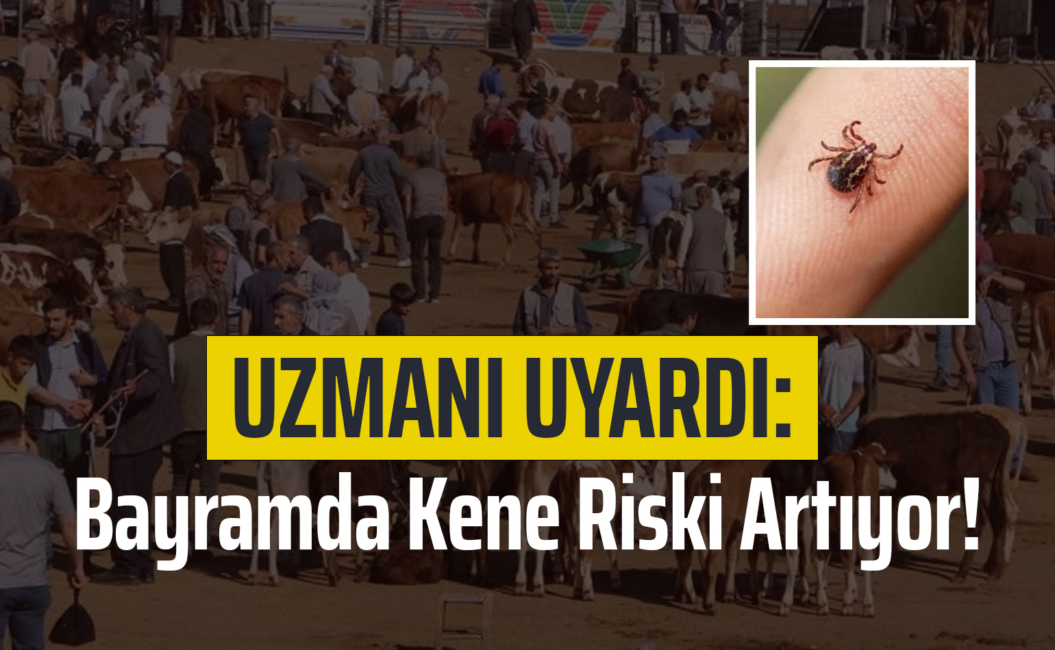 Uzmanı Uyardı: Bayramda Kene Riski Artıyor!