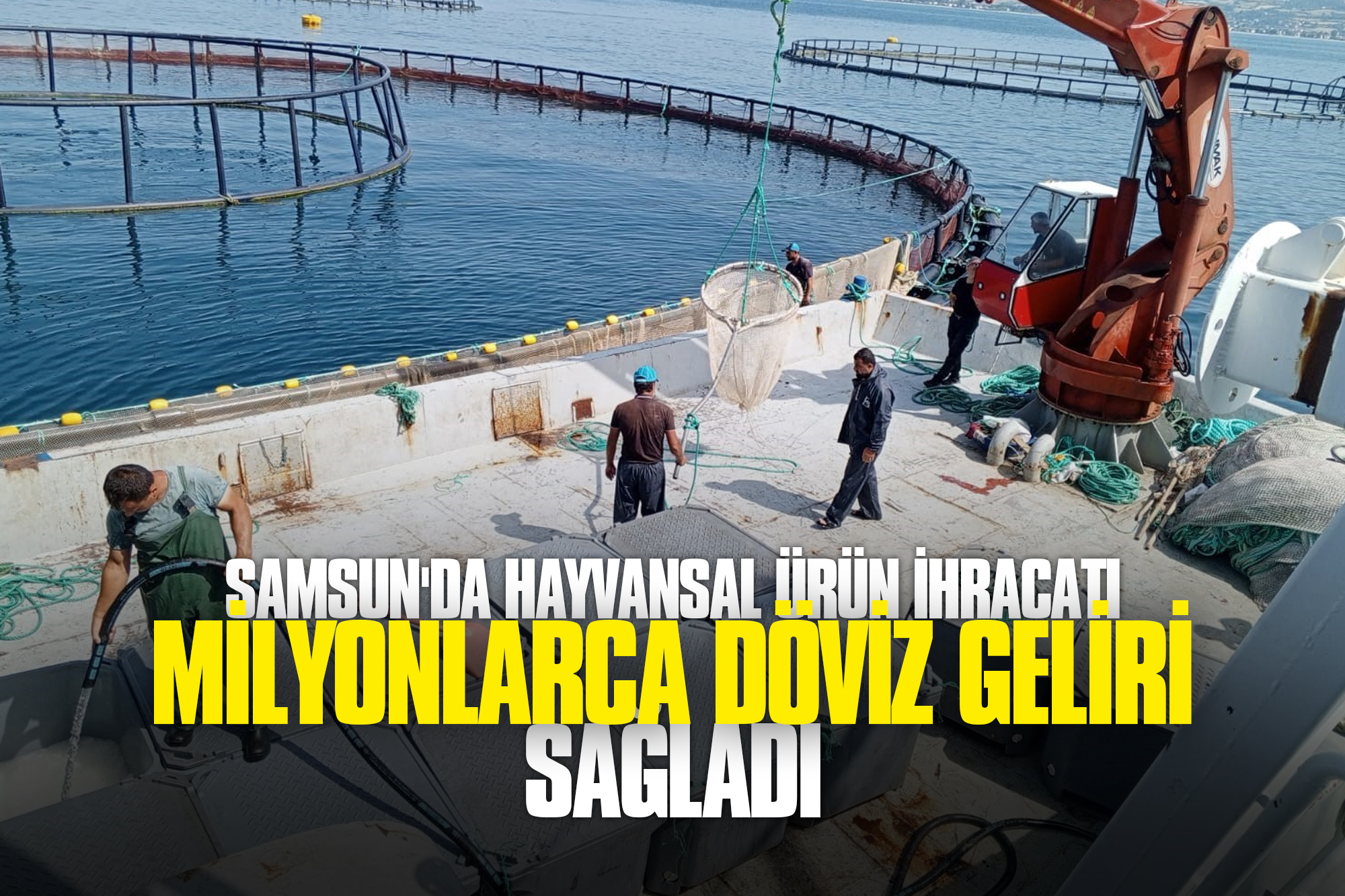 Samsun'da Hayvansal Ürün İhracatı Milyonlarca Döviz Geliri Sağladı