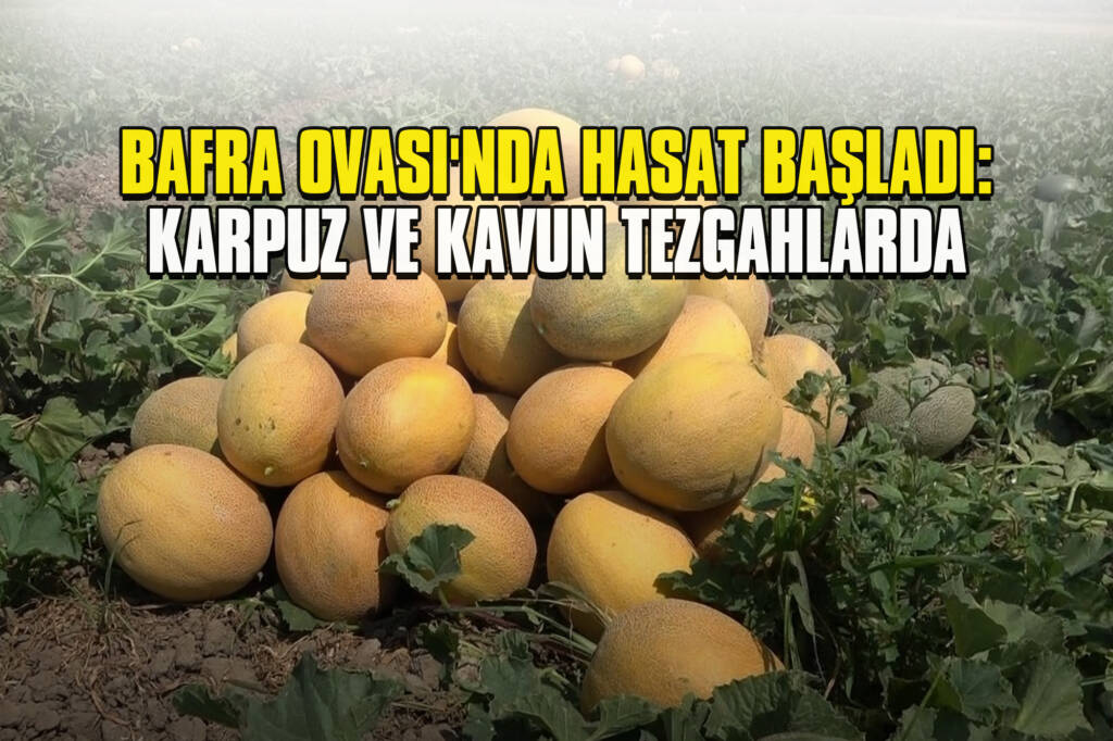 Bafra Ovası'nda Hasat Başladı: Karpuz ve Kavun Tezgahlarda