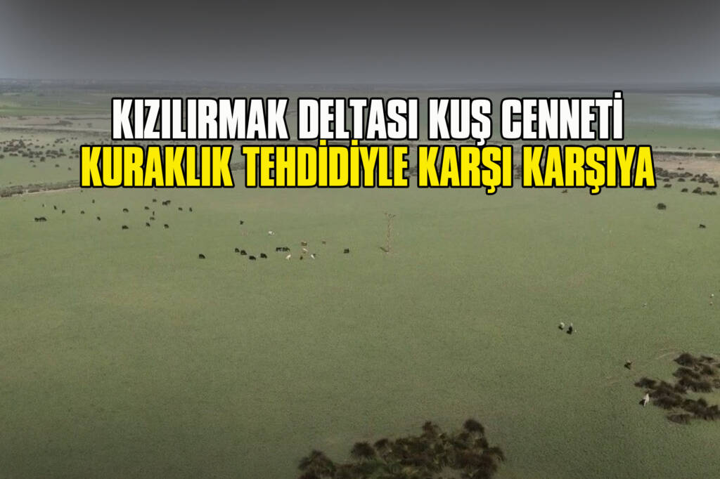 Kızılırmak Deltası Kuş Cenneti Kuraklık Tehdidiyle Karşı Karşıya