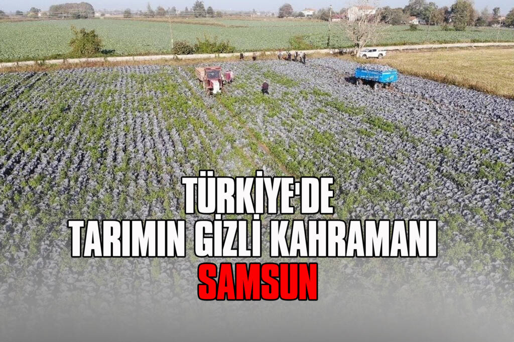 Türkiye'de Tarımın Gizli Kahramanı: Samsun