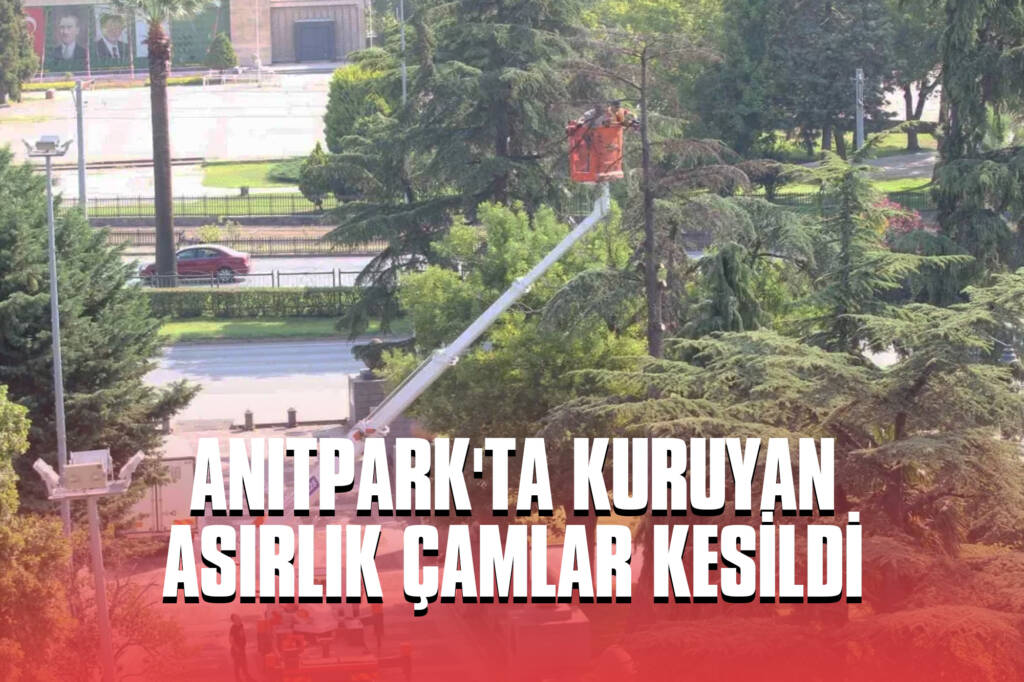 Anıtpark'ta Kuruyan Asırlık Çamlar Kesildi