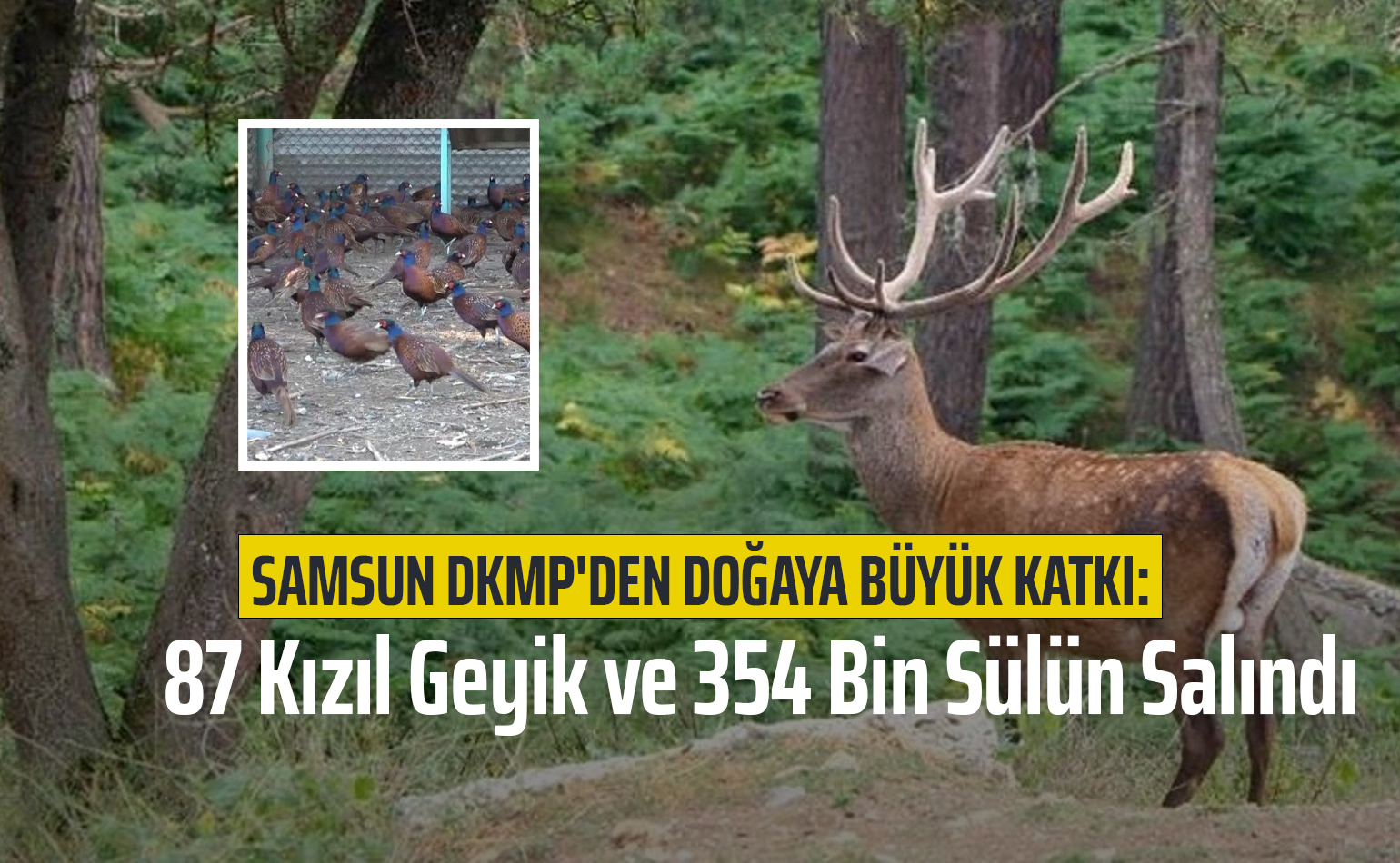 Samsun DKMP'den Doğaya Büyük Katkı: 87 Kızıl Geyik ve 354 Bin Sülün Salındı