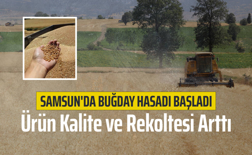 Samsun'da Buğday Hasadı Başladı: Ürün Kalite ve Rekoltesi Arttı