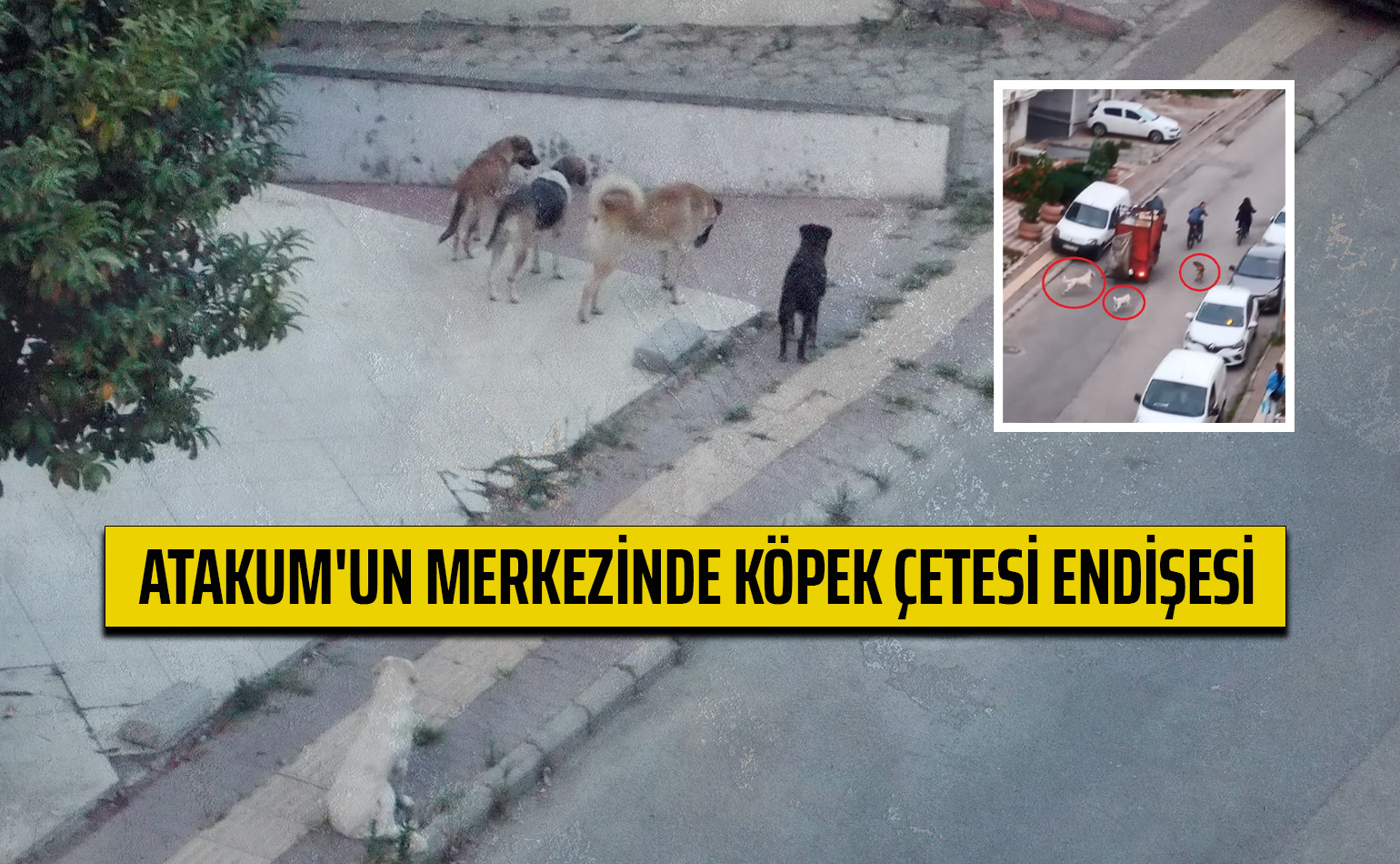 Atakum'un Merkezinde Köpek Çetesi Endişesi