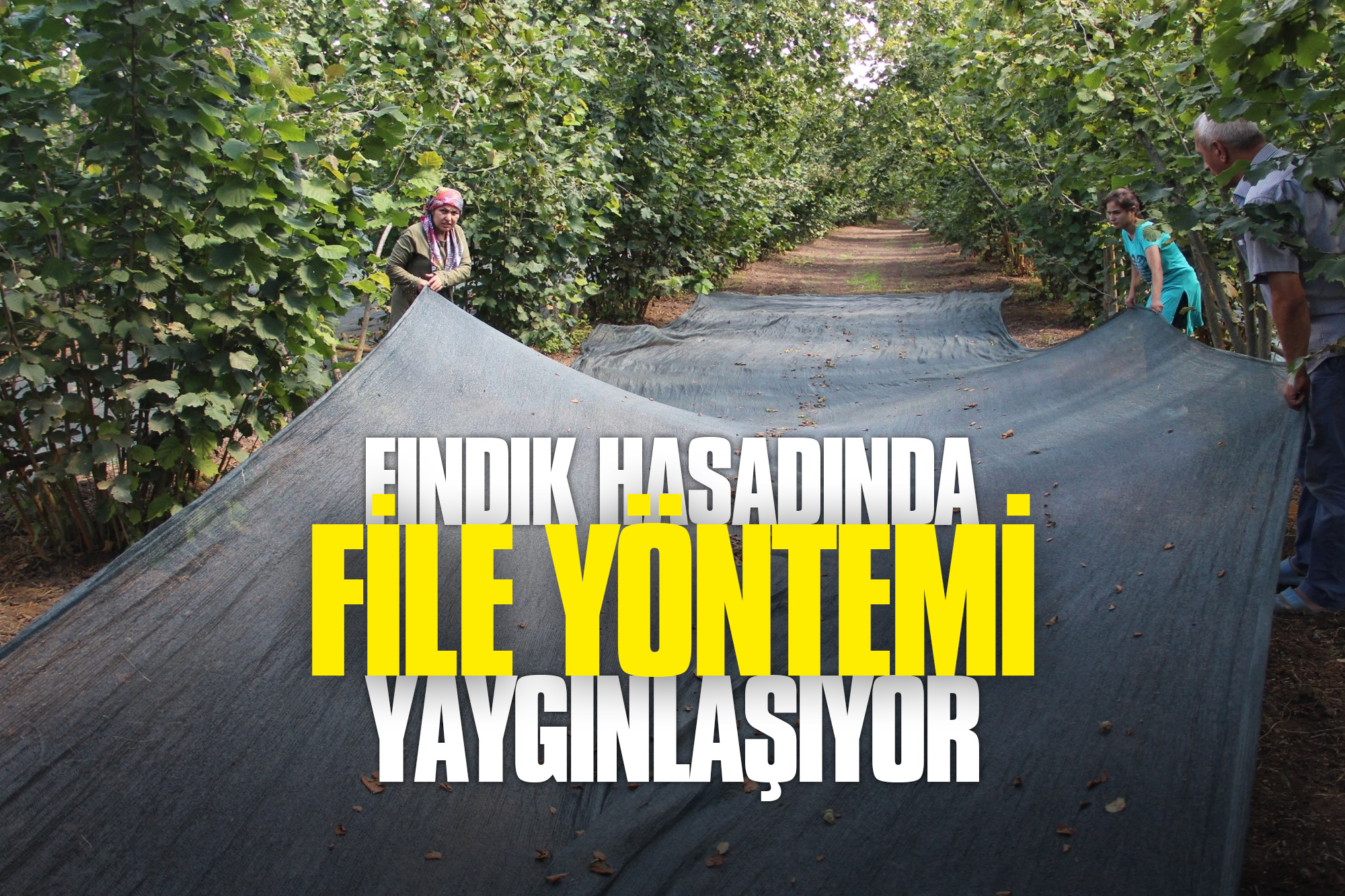 Fındık Hasadında File Yöntemi Yaygınlaşıyor