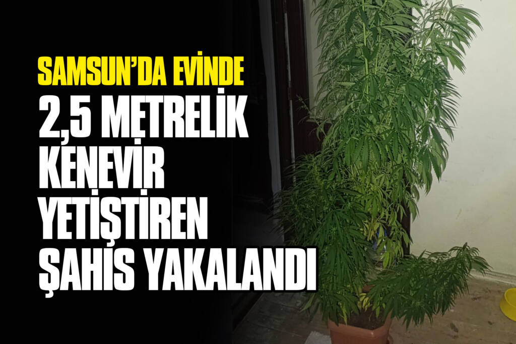 Samsun’da Evinde 2,5 Metrelik Kenevir Yetiştiren Şahıs Yakalandı