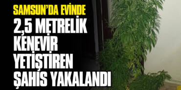 Samsun’da Evinde 2,5 Metrelik Kenevir Yetiştiren Şahıs Yakalandı