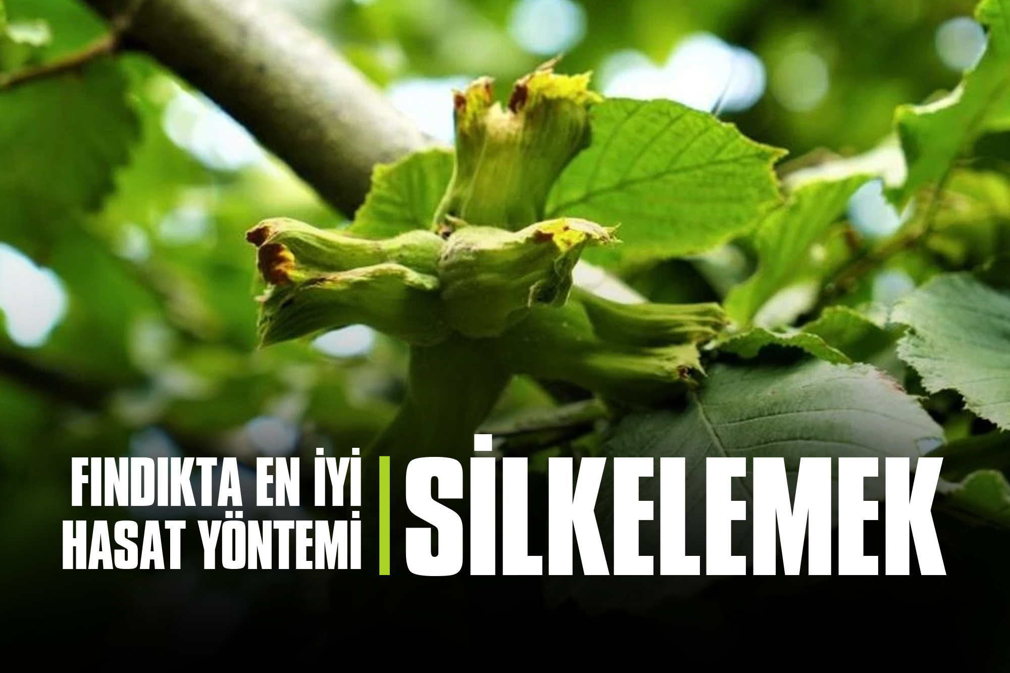 Fındıkta En İyi Hasat Yöntemi: Silkelemek