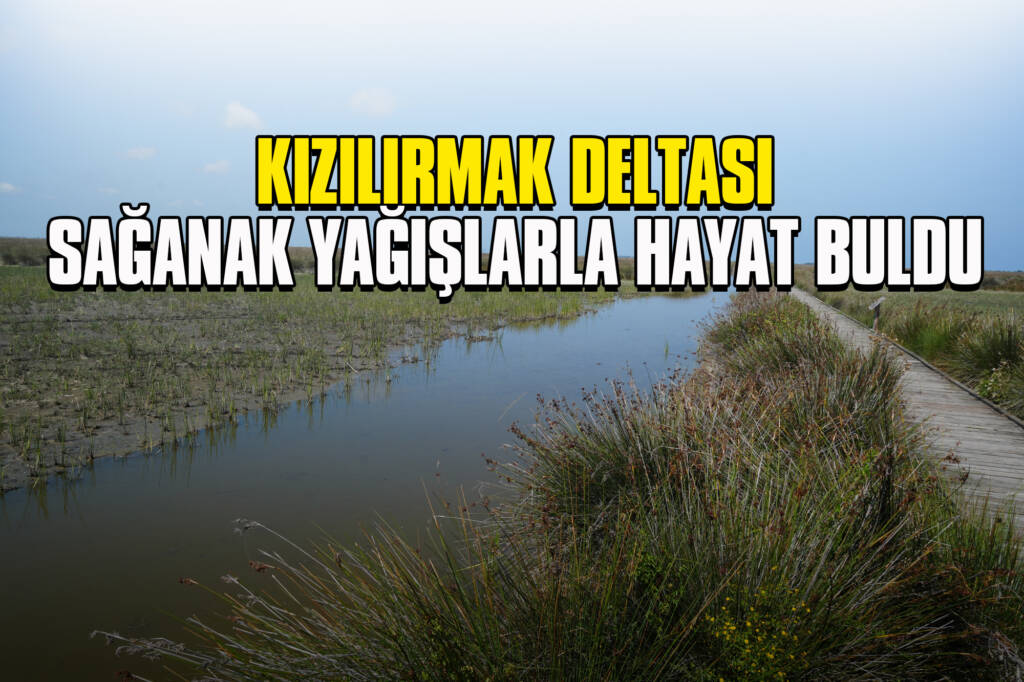 Kızılırmak Deltası Sağanak Yağışlarla Hayat Buldu