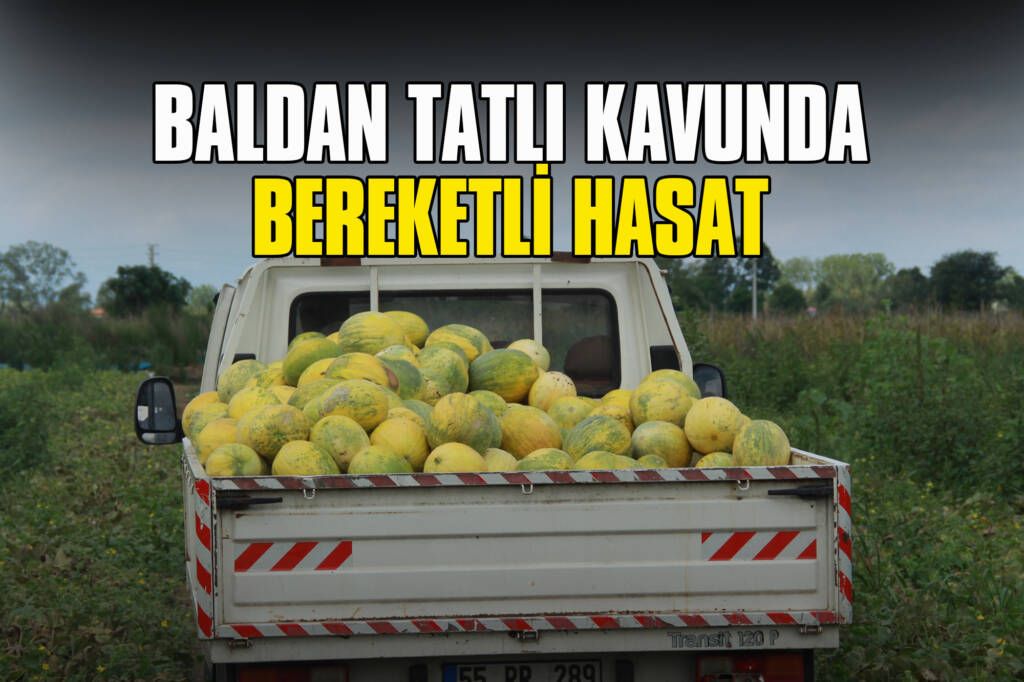 Baldan Tatlı Kavunda Bereketli Hasat