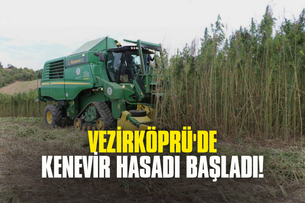 Vezirköprü'de Kenevir Hasadı Başladı!