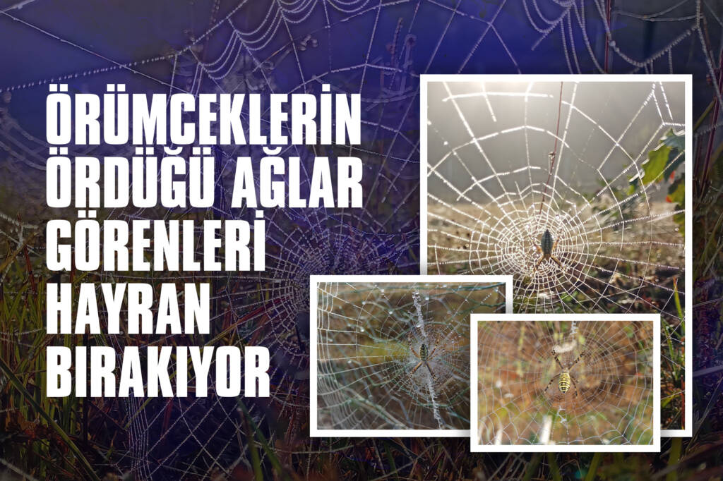 Örümceklerin Ördüğü Ağlar Görenleri Hayran Bırakıyor