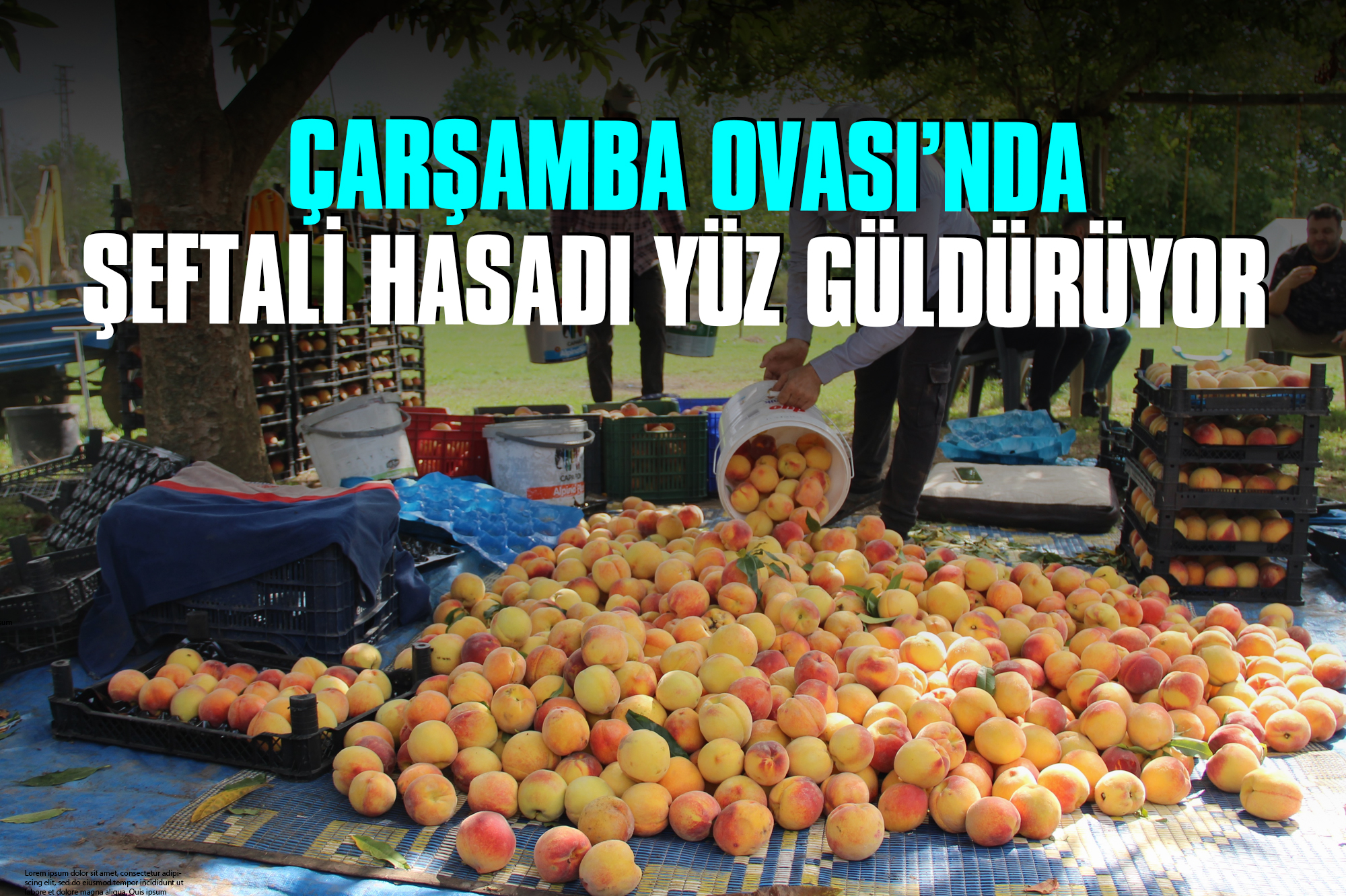 Çarşamba Ovası’nda Şeftali Hasadı Yüz Güldürüyor