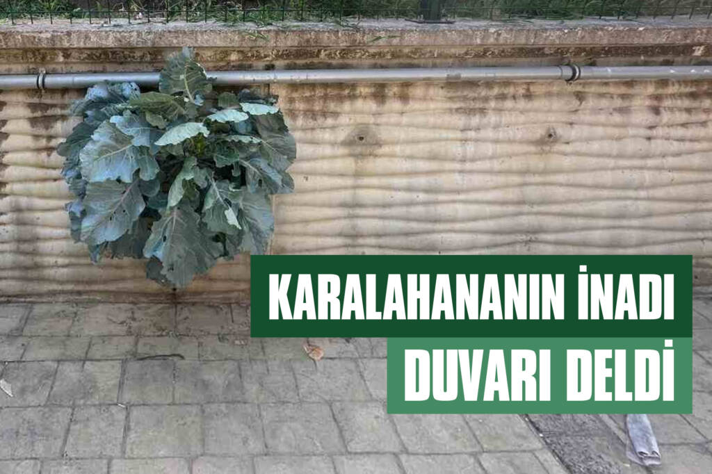 Karalahananın İnadı Duvarı Deldi