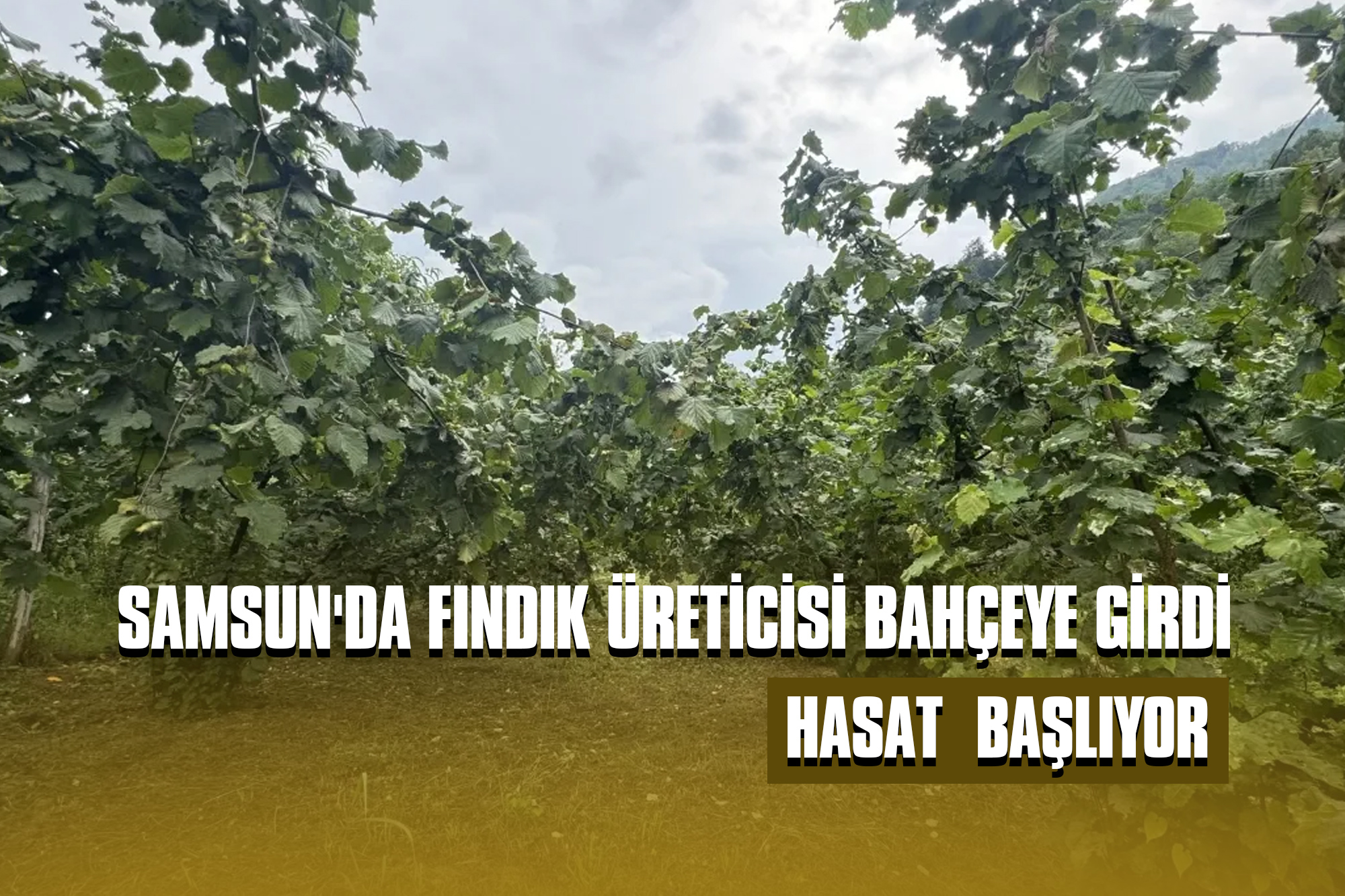 Samsun'da Fındık Üreticisi Bahçeye Girdi: Hasat Başlıyor