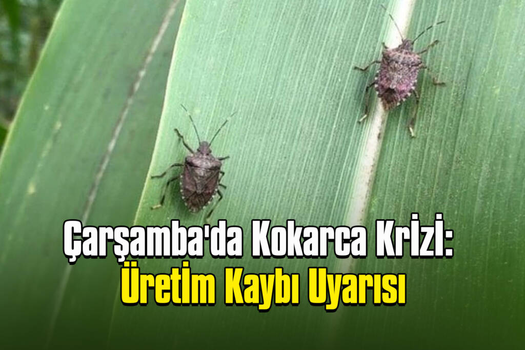 Çarşamba'da Kokarca Krizi: Üretim Kaybı Uyarısı