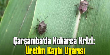 Çarşamba'da Kokarca Krizi: Üretim Kaybı Uyarısı