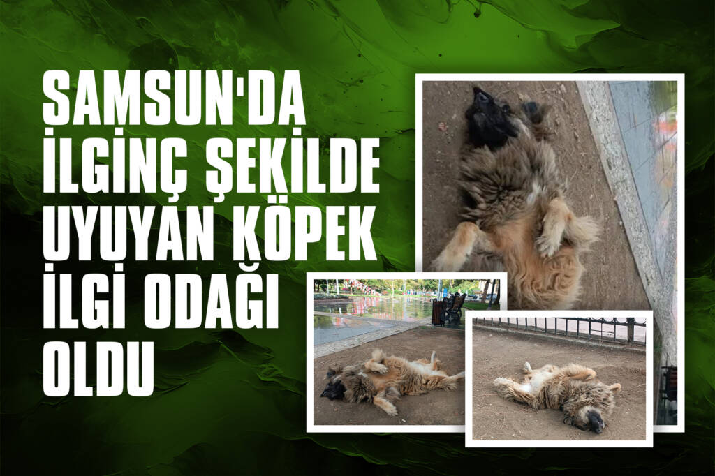 İlkadım ilçesinde bir parkta uyuyan sokak köpeği, sırt üstü yatıp ayaklarını yukarı kaldırarak ilginç şekiller aldı. Çevredeki seslere aldırmadan bu şekilde uyumaya devam eden köpek, vatandaşların dikkatini çekti.