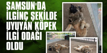 İlkadım ilçesinde bir parkta uyuyan sokak köpeği, sırt üstü yatıp ayaklarını yukarı kaldırarak ilginç şekiller aldı. Çevredeki seslere aldırmadan bu şekilde uyumaya devam eden köpek, vatandaşların dikkatini çekti.
