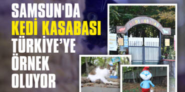 Samsun'da Kedi Kasabası Türkiye’ye Örnek Oluyor