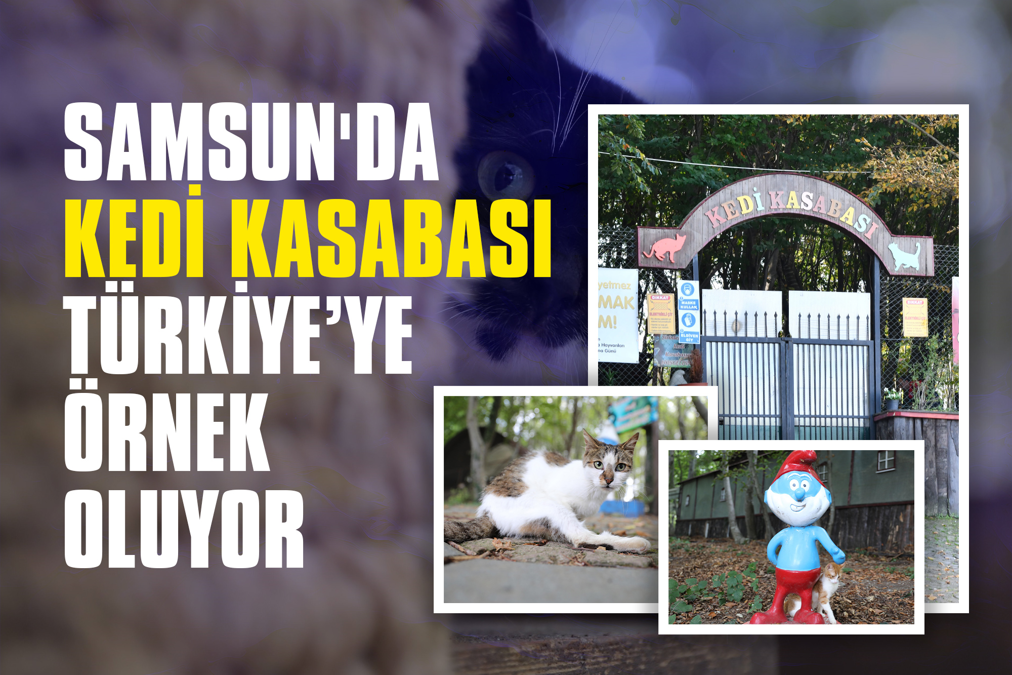 Samsun'da Kedi Kasabası Türkiye’ye Örnek Oluyor