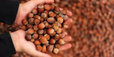 findik-galeri-01-jpg-webp