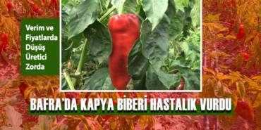 Bafra’da Kapya Biberi Hastalık Vurdu