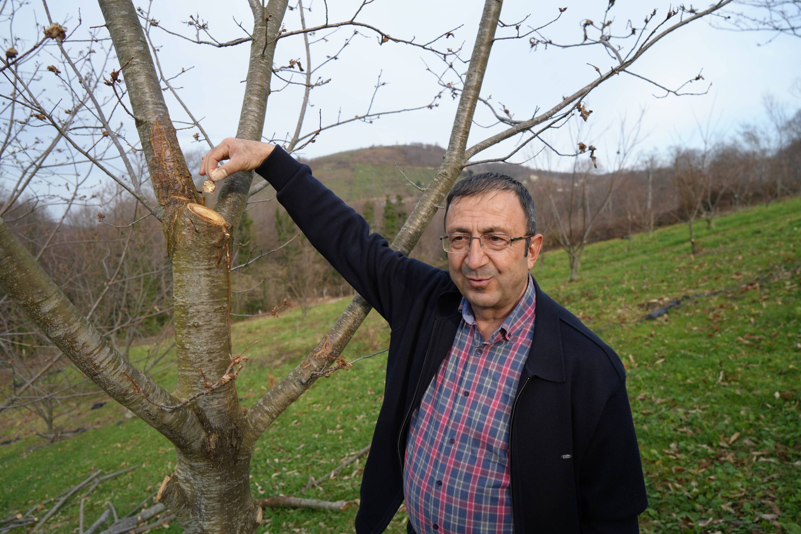 YILLARDIR SÜREN ARAŞTIRMA: 500 BİTKİDEN SADECE 35'İ SAĞLAM KALDI PROF. DR. SERDAR: "DOĞRU ANACA AŞILANAN KESTANELER HEP YAŞAMA KABİLİYETİNE SAHİP OLACAK" "500 BİTKİDE YAPTIĞIMIZ 5 YILLIK İNCELEMEDE 35 BİTKİ HAYATTA KALMAYI BAŞARDI" "GAL ARISI, KESTANE AĞAÇLARINA ÇOK ZARAR VERDİ"