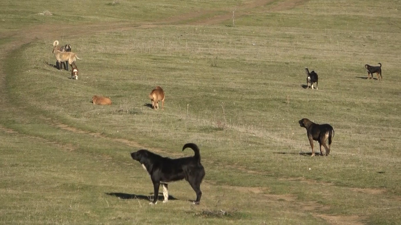 SAMSUN'UN KIRSAL MAHALLELERİNDE BAŞIBOŞ KÖPEK İSTİLASI: MAHALLELİ KORKU İÇİNDE