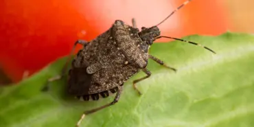 39ec619f-57eb-4824-9785-0a397667b421