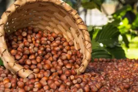 kabuklu-findik-cesitleri_1200x