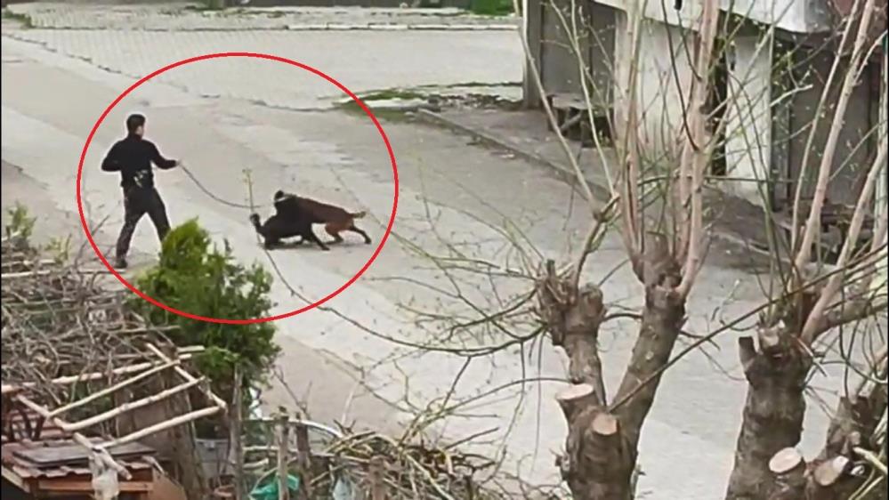 Terme'de i̇nsanlık dışı olay: tasmalı köpeğini sokak köpeklerinin üstüne saldı! Samsun manşet haberleri Samsun manşet - samsun haberleri