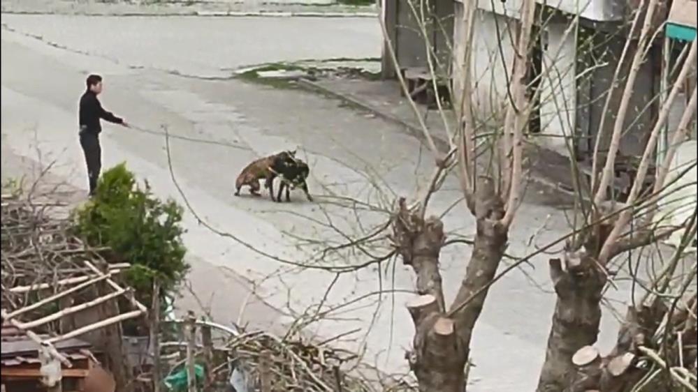 Terme'de i̇nsanlık dışı olay: tasmalı köpeğini sokak köpeklerinin üstüne saldı! Samsun manşet haberleri Samsun manşet - samsun haberleri