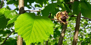 fınfıkta-kozalak-akarı-uyarısı