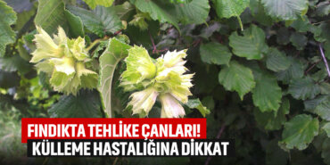 fınfıkta-küllenmeye-dikkat