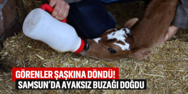 samsunda-ayaksız-buzağı