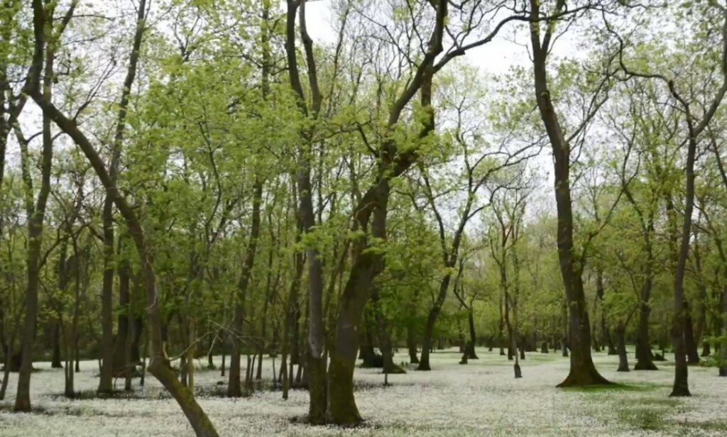 Kızılırmak deltası: karadeniz’in korunan doğa harikası samsun manşet haberleri Samsun manşet - samsun haberleri