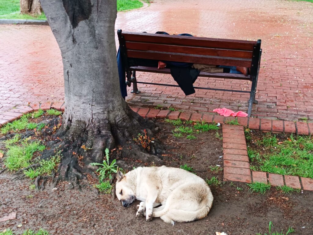 İlkadım’da yürek isıtan anlar: uyuyan adamın başında nöbet tutan köpek samsun manşet haberleri Samsun manşet - samsun haberleri