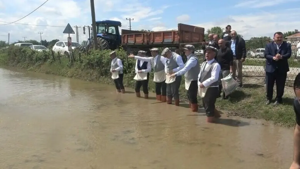 Türkiye’nin i̇kinci büyük çeltik üretim merkezi bafra ovası’nda samsun manşet haberleri Samsun manşet - samsun haberleri