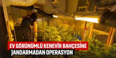 ev-görünümlü-kenevir-bahçesine-jandarmadan-operasyon