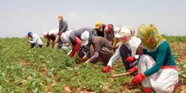 mevsimlik-iscilerin-ücreti-belli-oldu