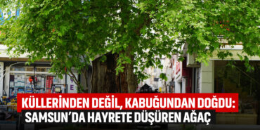 samsunda-hayrete-düşüren-asırlık-ağaç